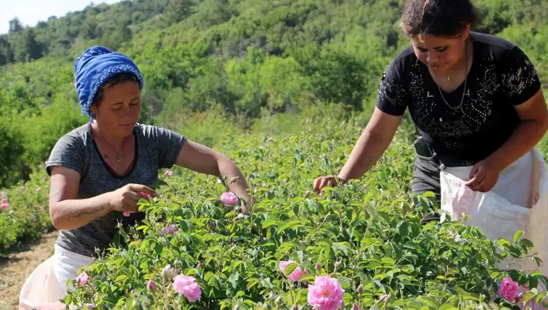 Zirai Don Alarmı: Gül Üreticileri Hüsrana Uğradı