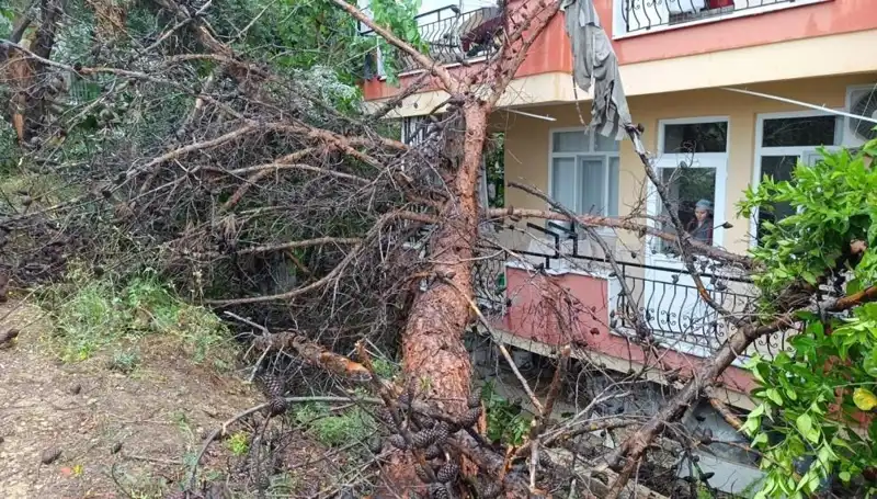 Yağmurun Kurbanı Oldu: Binanın Üzerine Devrilen Ağaç İhata Alanını Terk Ettirdi