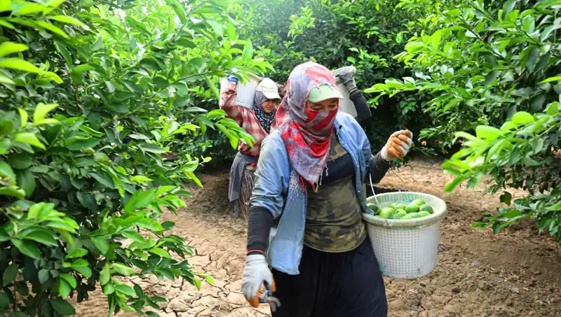 Market Fiyatları Yükselirken Yeni Hasat Umut Olacak