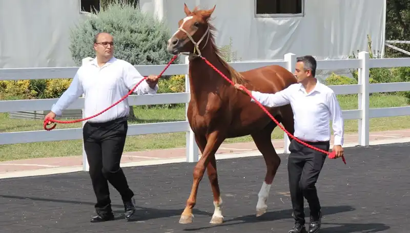 Taşkın Kral, Su Sporları Tarihine Geçen Rekoru ile Milyonları Şaşırttı