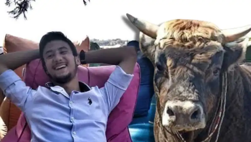Aydın’da Güreş Boğası Dehşet Saçtı, Can Kaybı Yaşandı!