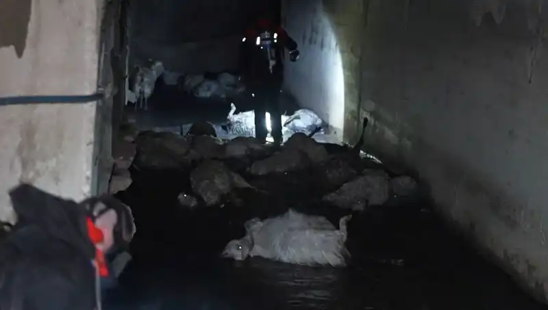 Keskin Toksik Koku Nedeniyle Onlarca Hayvan Telef Oldu!