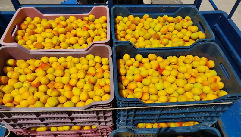 İlk Hasat Sevinci: 500 TL'den Alıcı Buldu!