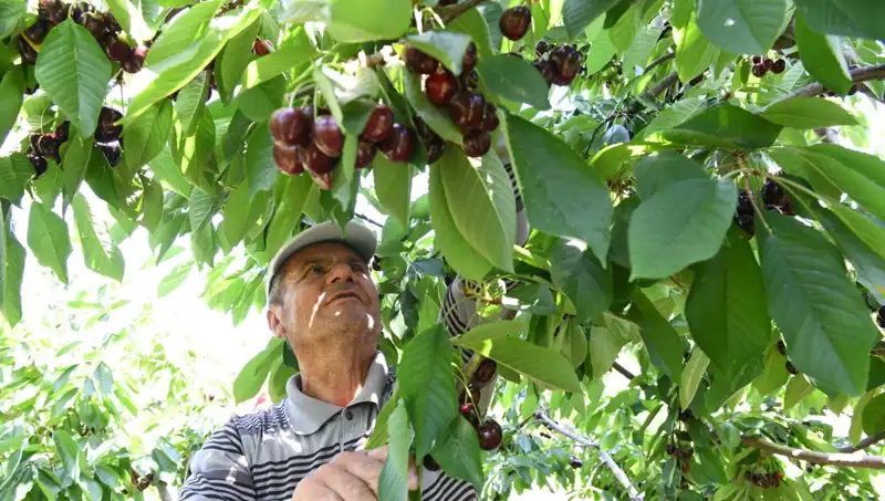 Lapseki’nin Dev Meyvesi: Çay Bardağına Sığmayan Göz Kamaştırıcı Karpuz