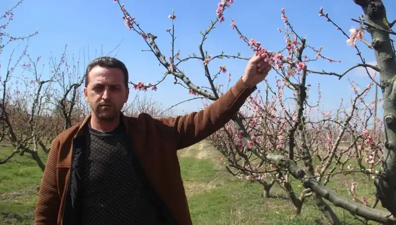 Çiçek Açan Ağaçlara Don Vurdu: Bahar İklimi Tehlikede mi?