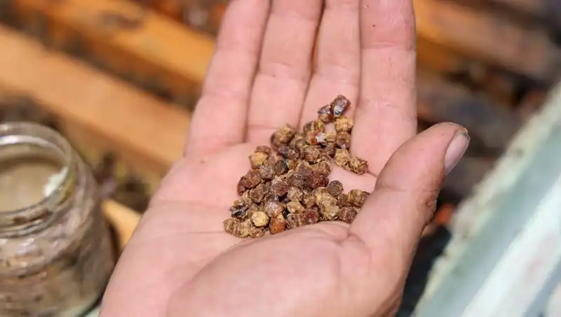 Eskiden Çöpe Gidecek Olan Besin, Artık Kilosu 3 Bin TL’den Satılıyor!