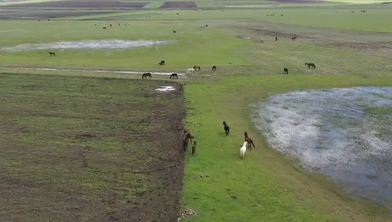 Kars'ın Doğal Cennetinde Yılkı Atlarıyla Büyüleyici Anlar