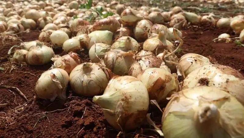 Hatay'da Soğan Hasadı Başladı, Çiftçiler Sevincini Paylaşıyor