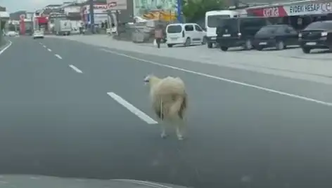 Yalova'da Kurbanlık Kovanı: Trafiği Alt Üst Eden Olay!