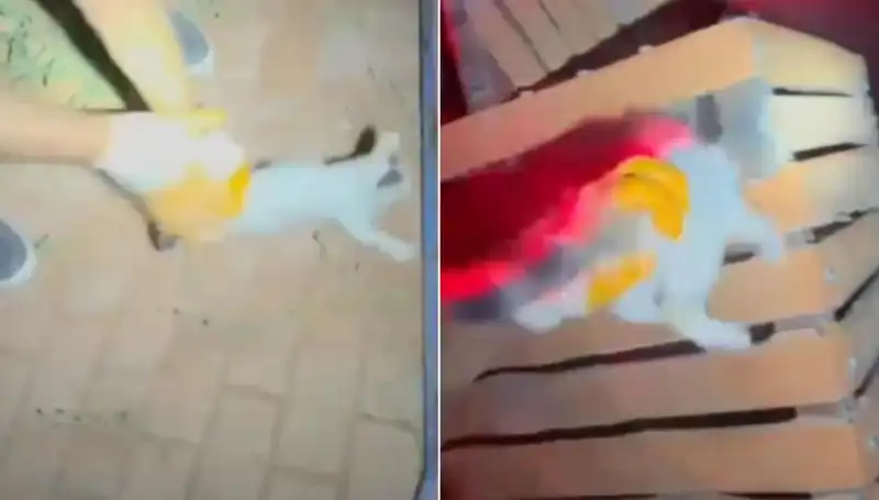 Gece Yarısı İtfaiye Operasyonu ile Kurtarılan Kedi: Kahramanlar Gizli Görevde!