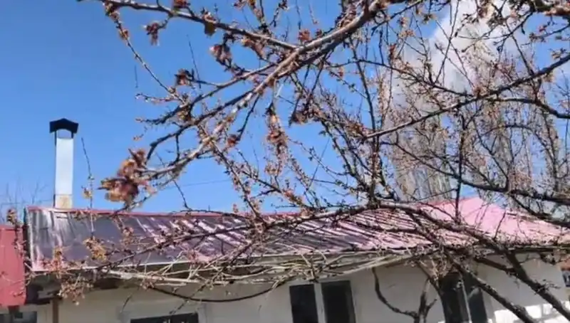 Dondurucu Soğuk Kayısı Üreticisini Vurdun, Bölgedeki Hasat Tehlikeye Girdi